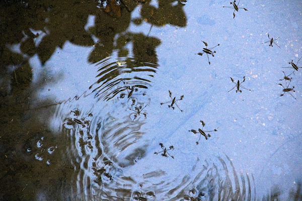 Common Water Strider | Project Noah