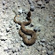 Osage Copperhead