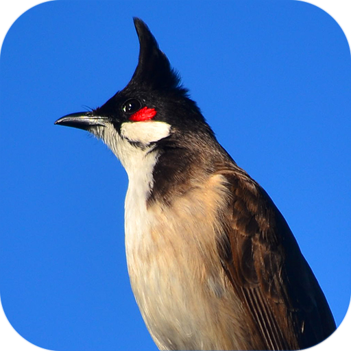 Red-whiskered bulbul 生活 App LOGO-APP開箱王