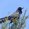 Boat-tailed grackle