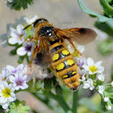 Alkali Bee