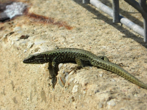 Lagartija roquera, Common wall lizard