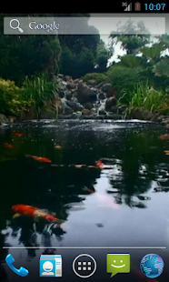 Real pond with Koi