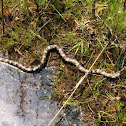 Eastern milksnake