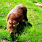 Capivara