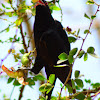 Asian Koel