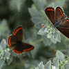 Brown Argus