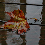 Leaf by Anna Tripodi -  