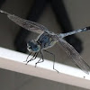 Ground Skimmer dragonfly or Blue Percher