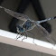 Ground Skimmer dragonfly or Blue Percher