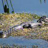 American Alligator