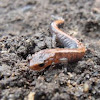 Eastern Red Back Salamander