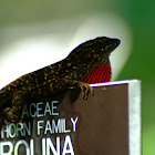 Brown Anole