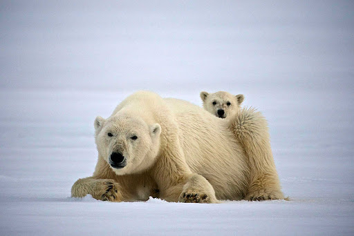 Svalbard-polar-bear-and-cub-2 - See heart-tugging interactions between a polar bear and her cub as you travel to Svalbard in northern Norway with Hurtigruten Fram.