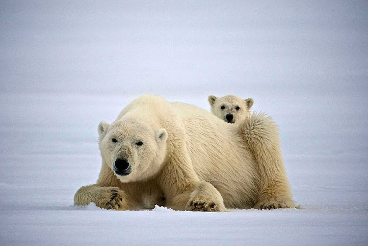 See heart-tugging interactions between a polar bear and her cub as you travel to Svalbard in northern Norway with Hurtigruten Fram.