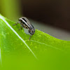 White-fringed Weevil