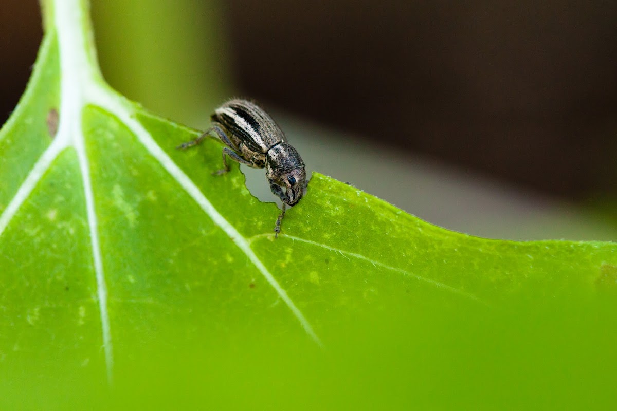 White-fringed Weevil