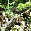 Timber Rattlesnake - Black phase