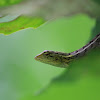 Oriental Garden Lizard