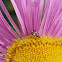 Common flowerbug