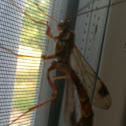 Giant Ichneumon