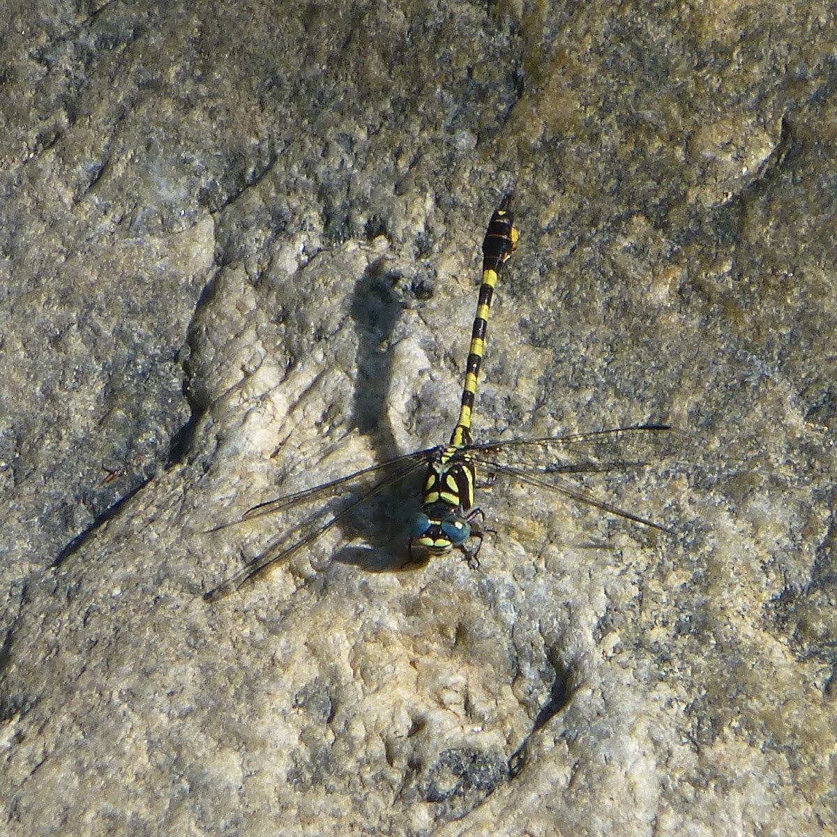Yellow-banded Hooktail
