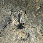 Yellow-banded Hooktail