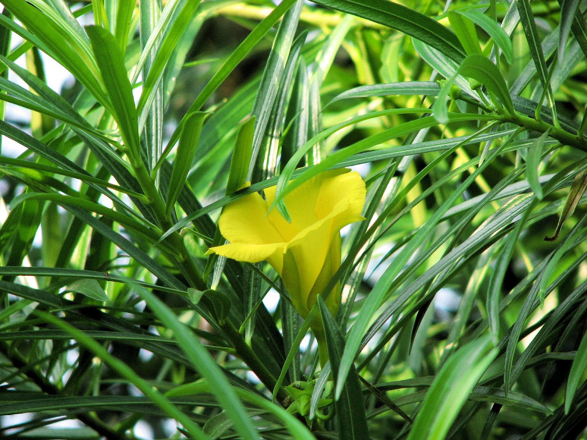 Bitti (Yellow oleander)