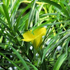 Bitti (Yellow oleander)