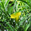 Bitti (Yellow oleander)