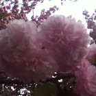 Japanese Flowering Cherry