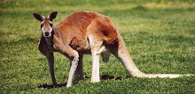 Kangaroo Wallpapers APK