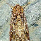 Oriental Leafworm Moth