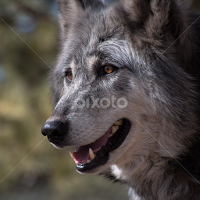 Grey Wolf by Max Moorman - Animals Other Mammals