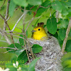 Yellow Warbler