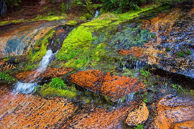 [algae4.jpg]