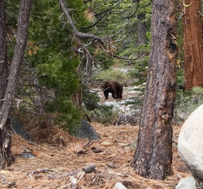 [BEAR[4].jpg]