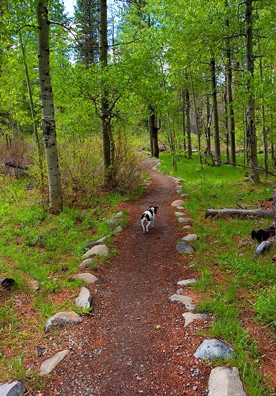 [fallen leaflake5[6].jpg]