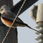 Scissor-tailed Flycatcher