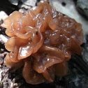 Brown Jelly Fungus