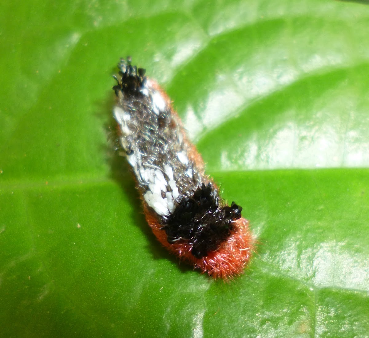 Shagcarpet Caterpillar Project Noah