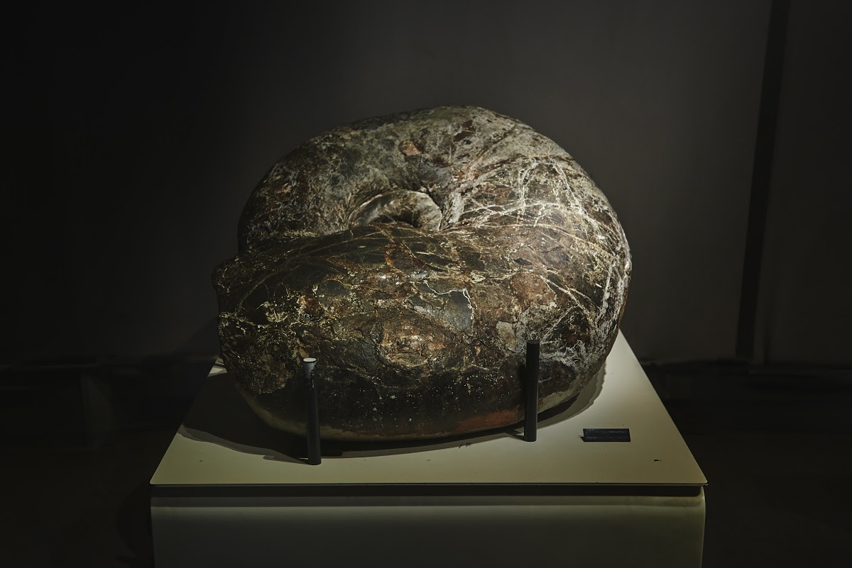 Von Der Entstehung Der Erde Bis Zur Existenz Des Menschen National Museum Of Nature And Science Google Arts Culture