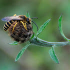 Solitary bee