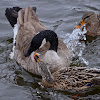 Canada Goose and Mallard Ducks