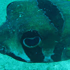 Black blotched Porcupinefish