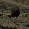 Sea Gull - Sooty Gull