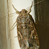 Yellow-striped armyworm moth