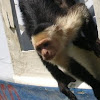 White-Faced Capuccin Monkey