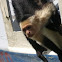 White-Faced Capuccin Monkey