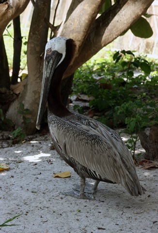 [Our Honeymoon 464.jpg]